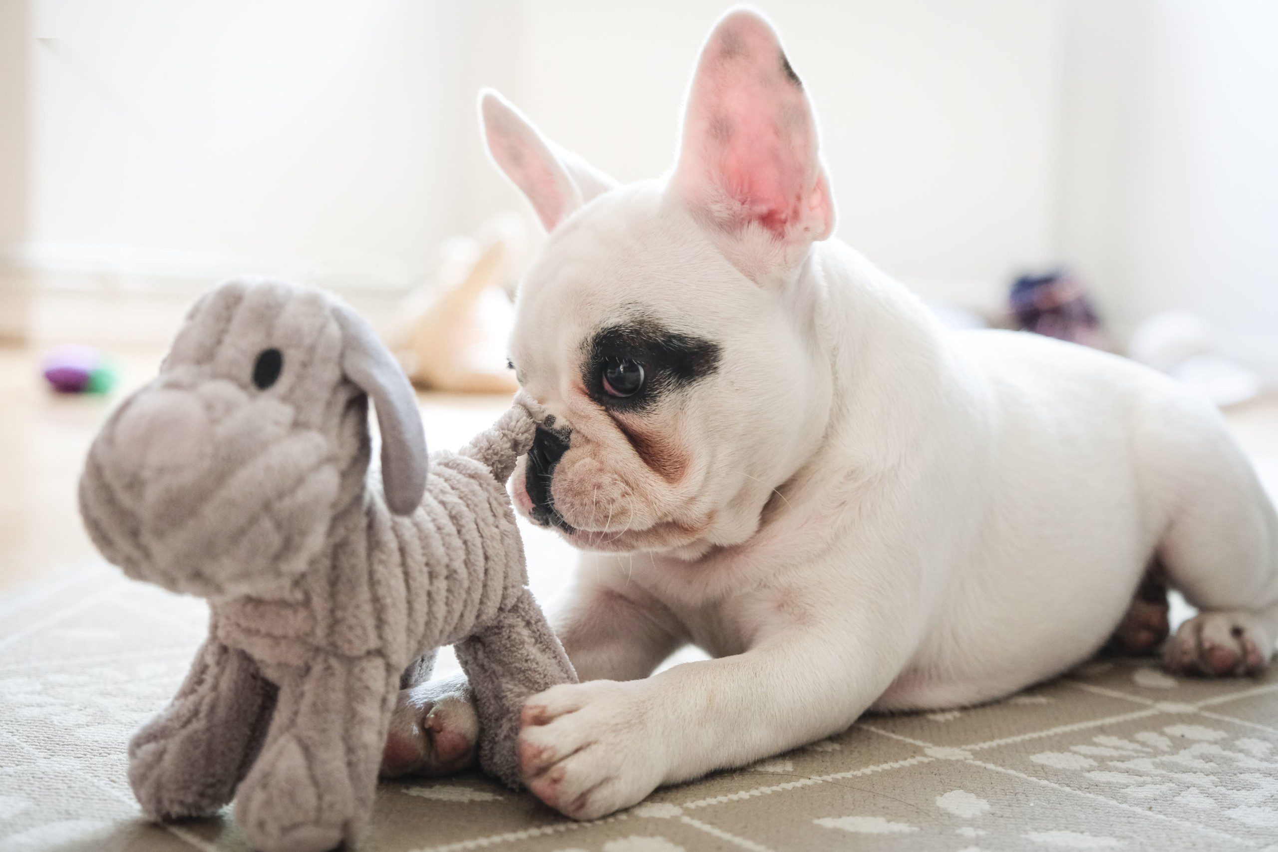 Imagem de um cachorro brincando com um bichinho de pelucia.