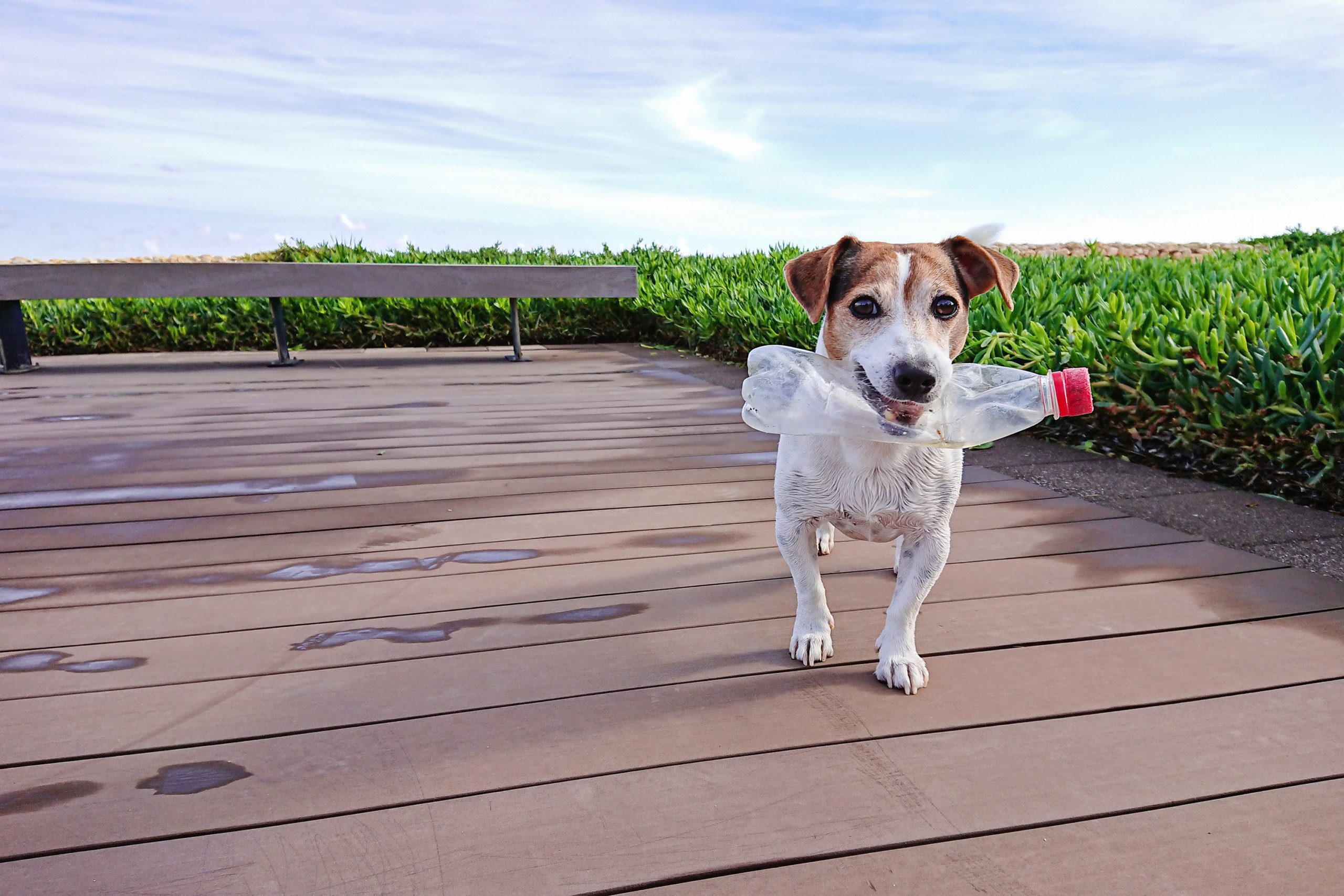 Imagem de um cachorro brincando com uma garrafa pet.