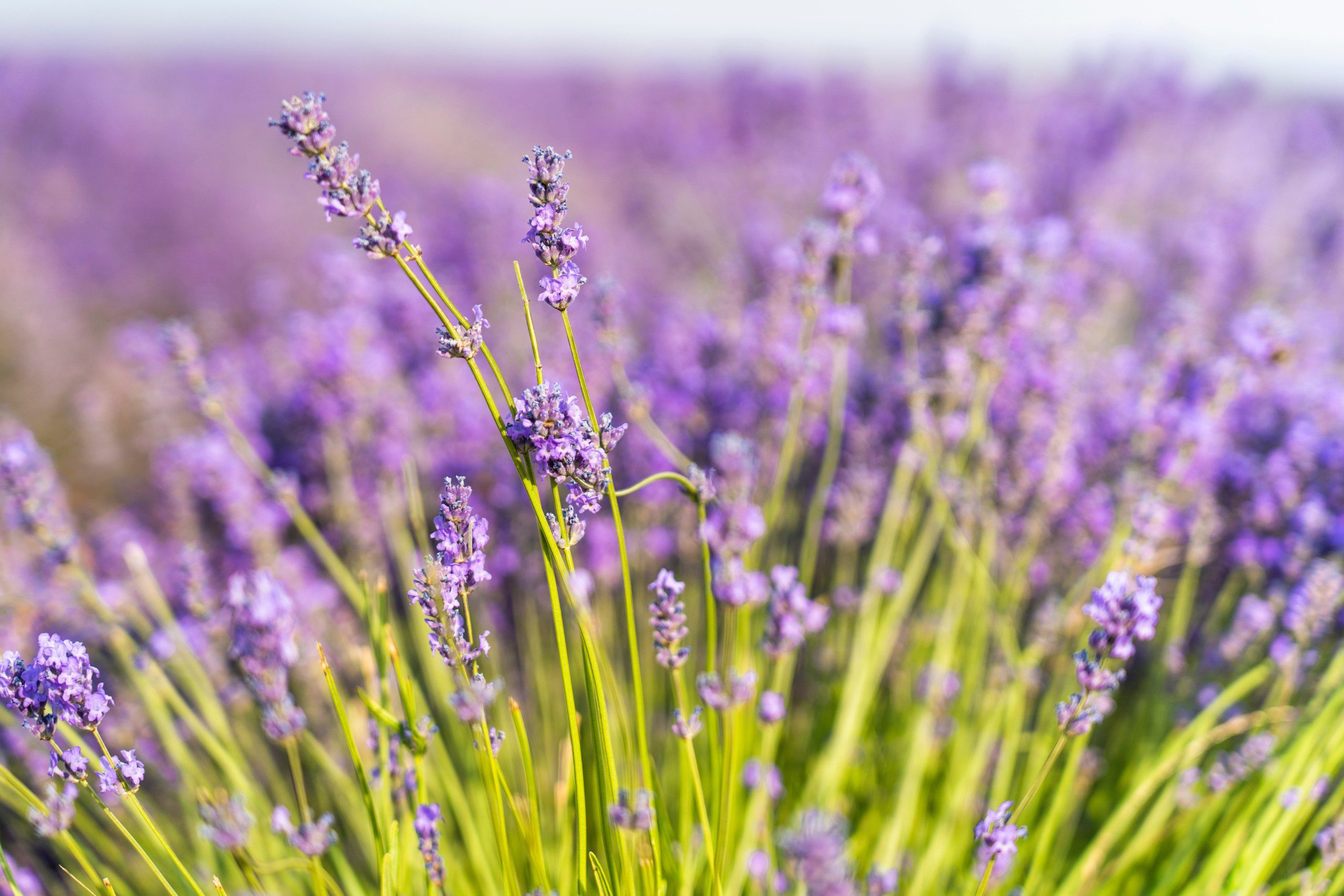 Imagem de um campo de flores com lavanda.