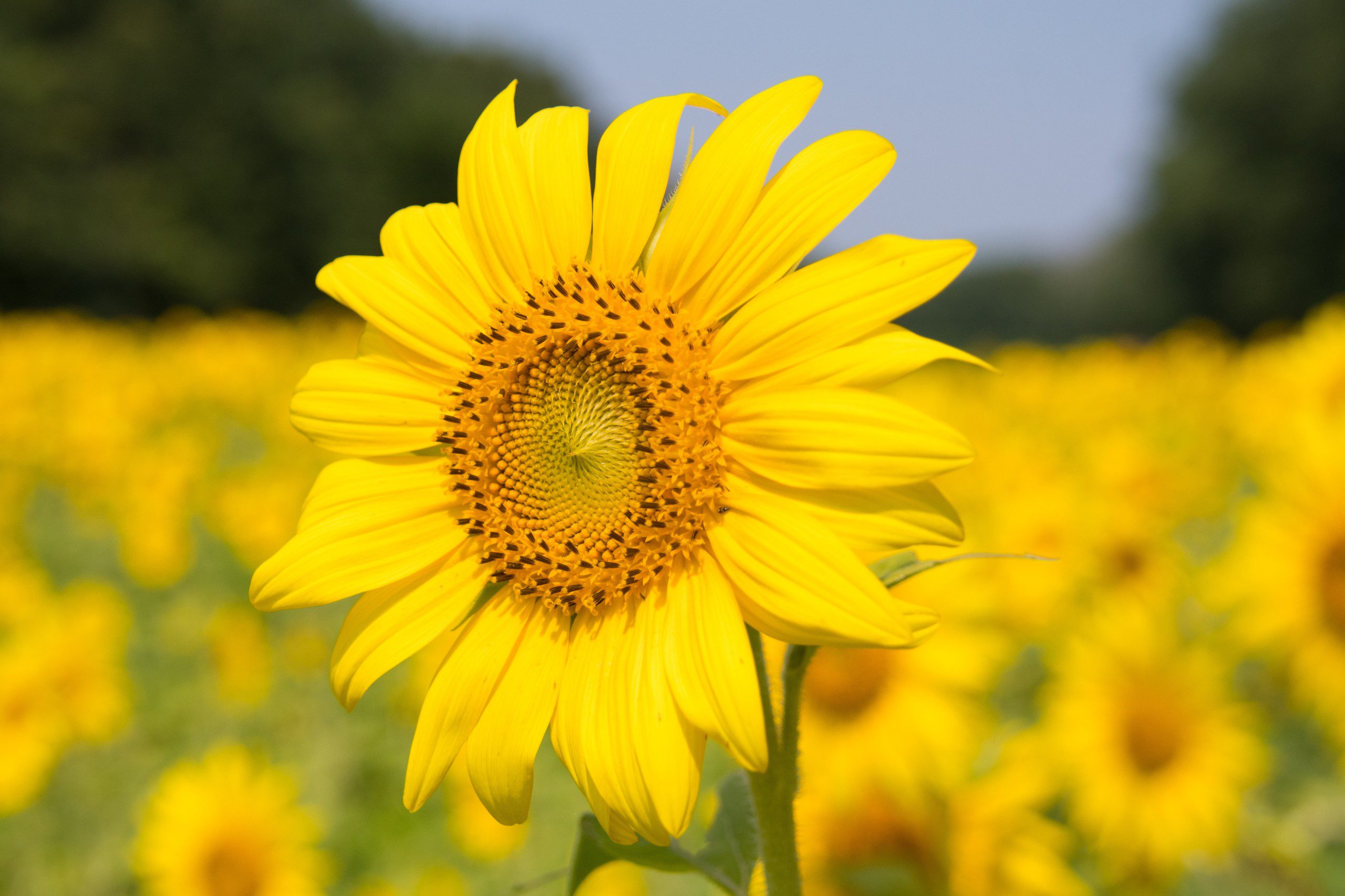 Imagem de uma flor girassol em um jardim.