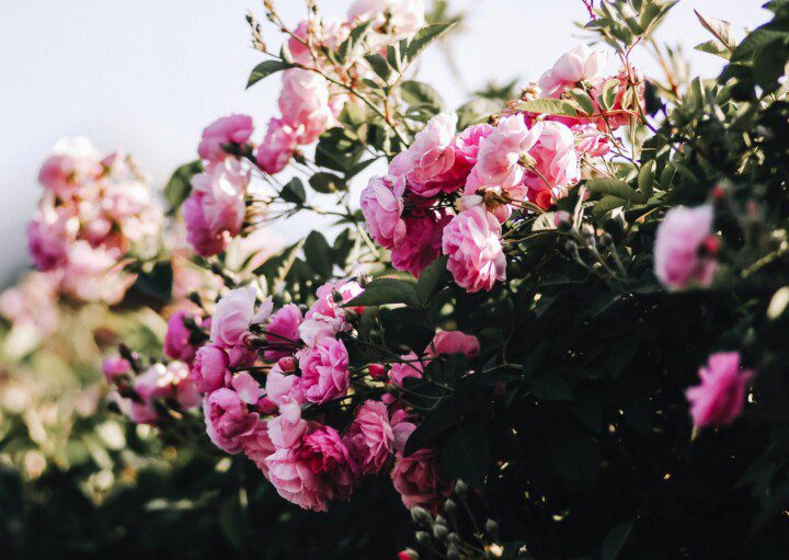 Imagem de um jardim com rosas.