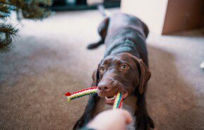 Imagem de um cachorro puxando seu brinquedo de corda.