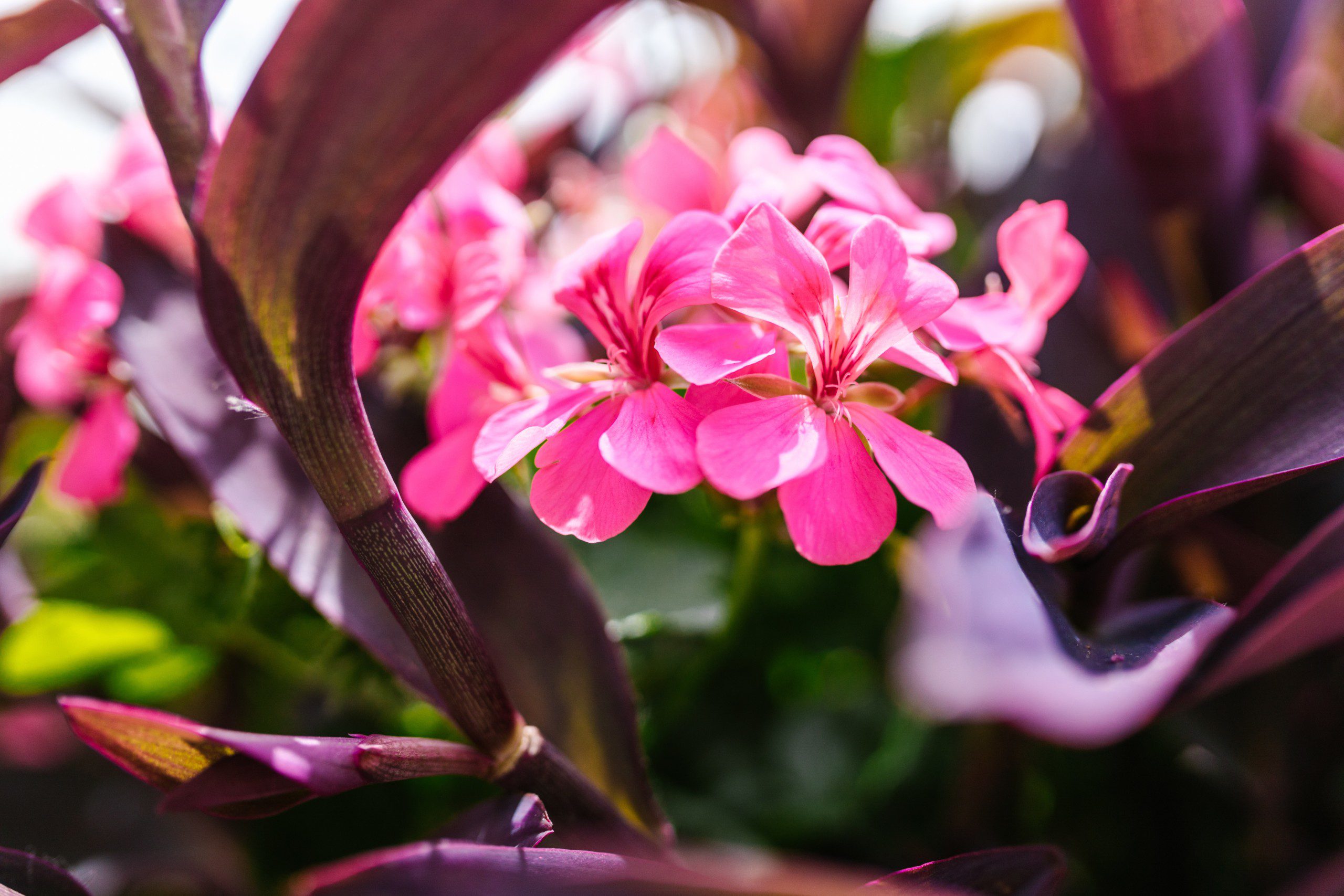 Imagem de belíssimas flores azaleias em um jardim. 