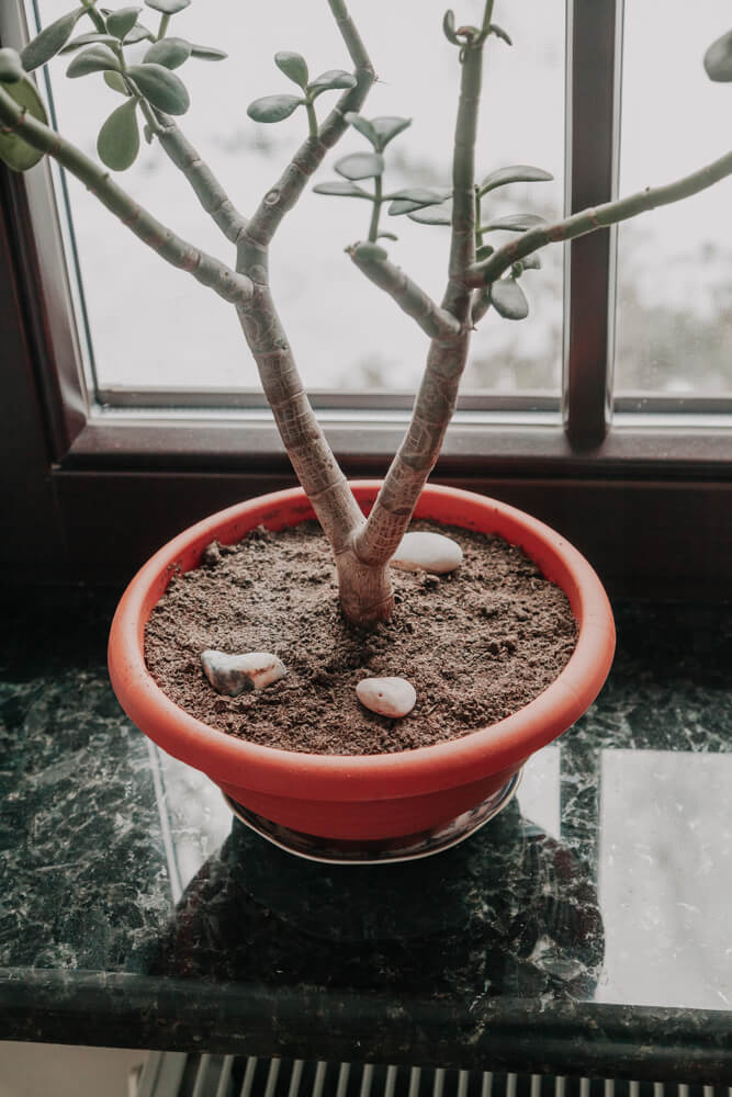 Foto que ilustra matéria sobre Tipos de granito mostra uma janela com um peitoril de granito esverdedado com um caso de planta em cima. 