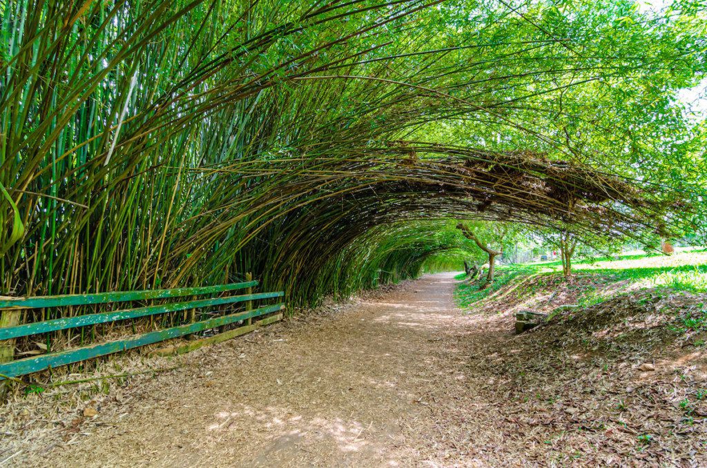 Foto que ilustra matéria sobre parque em Cotia mostra um bambuzal no parque Cemucam em Cotia