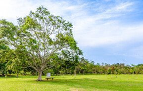 Foto que ilustra matéria sobre parque em Cotia mostra uma árvore no parque Cemucam em Cotia