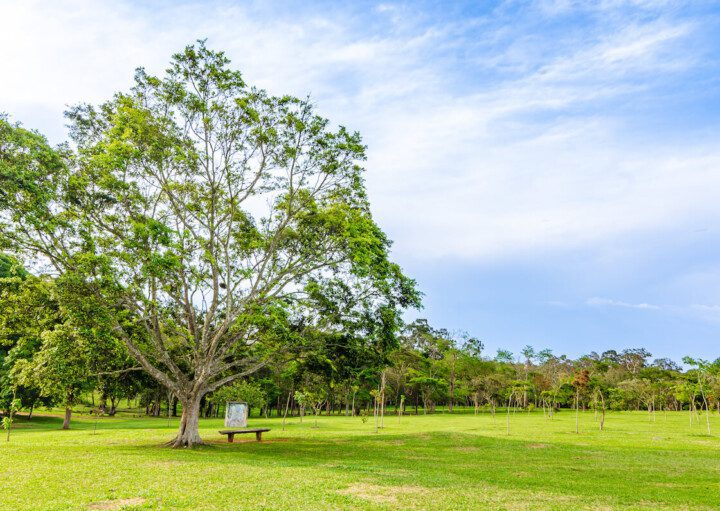 Foto que ilustra matéria sobre parque em Cotia mostra uma árvore no parque Cemucam em Cotia