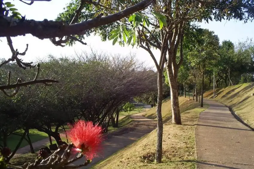 Imagem de pista de caminhada e árvores no Parque do Campolim, em Sorocaba
