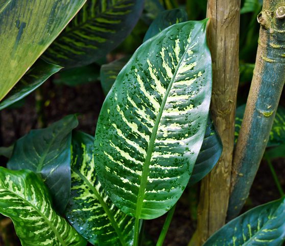 Essa é outra planta altamente tóxica para os animais. Ela causa irritação na boca, língua e lábios, ardor intenso, salivação excessiva, vômitos e dificuldade para engolir, principalmente em cães e gatos.
