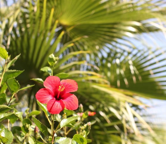 Conhecido como uma planta fitoterápica, o Hibisco é extremamente tóxico e até mesmo fatal para animais. A ingestão dele pode causar problemas gastrintestinais, incluindo diarreia, vômito, perda de apetite e náusea.
