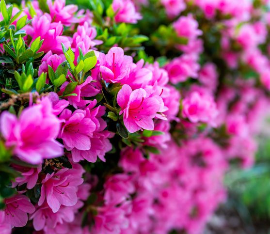 Bastante usada na decoração das casas, a Azaléia é uma espécie perigosa para os pets. A ingestão desta flor pode causar problemas estomacais como vômitos, diarreia, fraqueza e insuficiência cardíaca.
