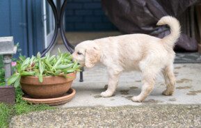 Filhote de cachorro comendo uma planta em um vaso de barro.