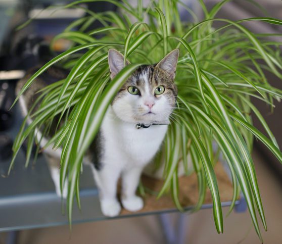 Além de ser uma planta amiga dos animais, muitas pessoas gostam de ter a Clorofito em casa, pois filtra cheiros ruins e fumaça, melhorando a qualidade do ar. É uma espécie que gosta de luz, por isso, deixe-a próximo de uma janela bem iluminada e faça a rega somente uma vez por semana.
