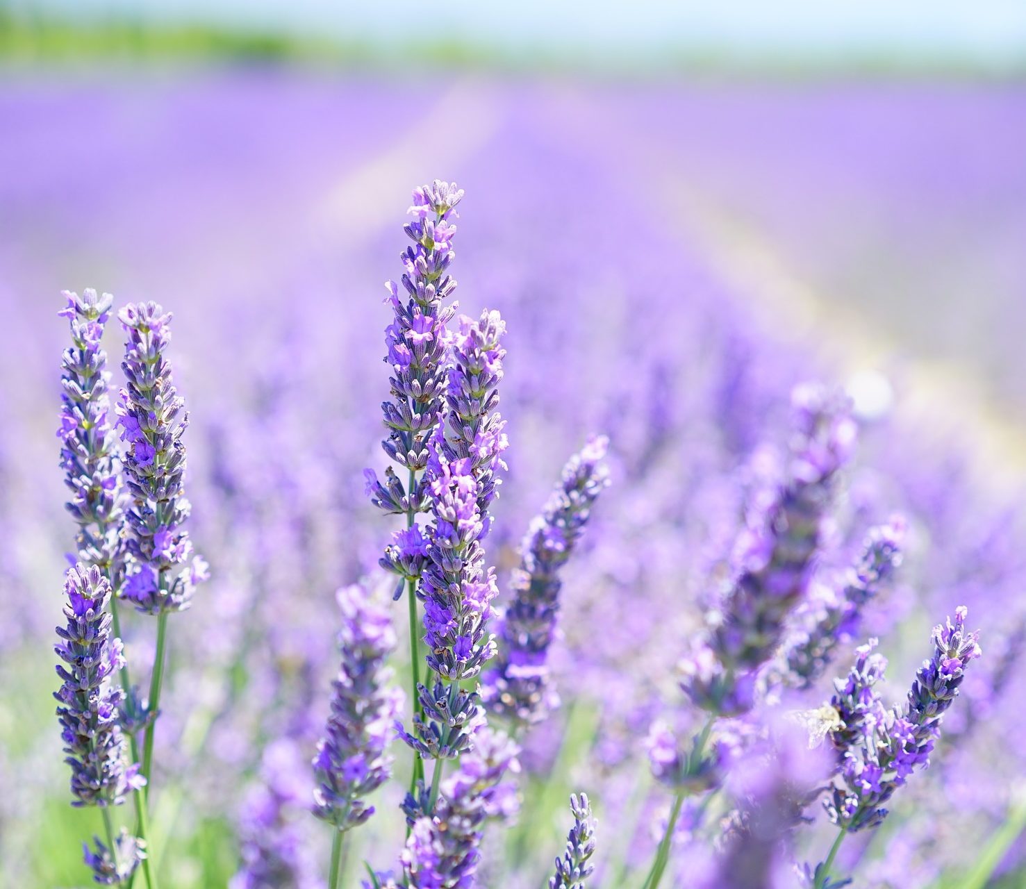 Além de linda, a Lavanda é uma planta aromática e uma ótima alternativa para quem busca flores duradouras e que exige pouca manutenção. E, claro, você não precisa ter medo delas perto dos seus animais, pois são inofensivas. 