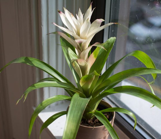 Se existe uma planta que não oferece nenhum tipo de ameaça aos animais, é a bromélia. Ela não precisa de muita luz para crescer e sobreviver, então você pode deixá-la dentro de casa sem medo. Além de linda, essa planta poderá enfeitar com segurança um de seus cômodos.
