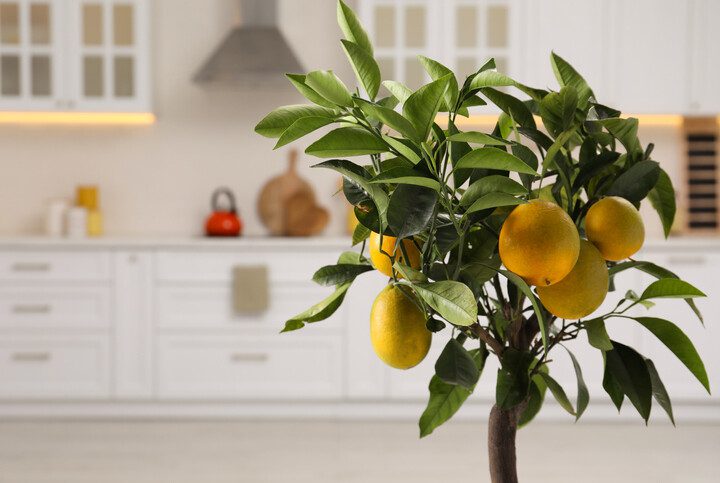 Imagem de um limoeiro com frutas na cozinha.