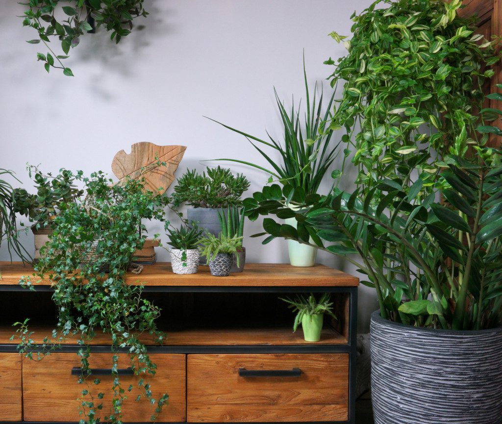 Foto de um ambiente repleto de plantas. Nele há um aparador de madeira com metal, onde em cima tem vários vasos de diferentes tamanhos e plantas diversas. Há também um vaso bem grande na lateral com outras plantas nele.