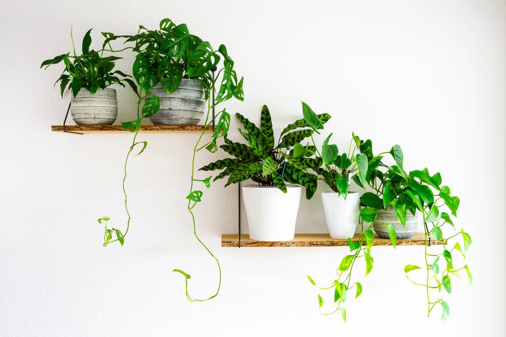 Foto que ilustra matéria sobre varanda tropical mostra duas prateleiras de madeira que servem de suporte para pequenos vasos com diferentes tipos de plantas.