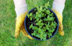 Mãos com luvas amarelas de borracha segurando um vaso de planta com muda de hortelã.