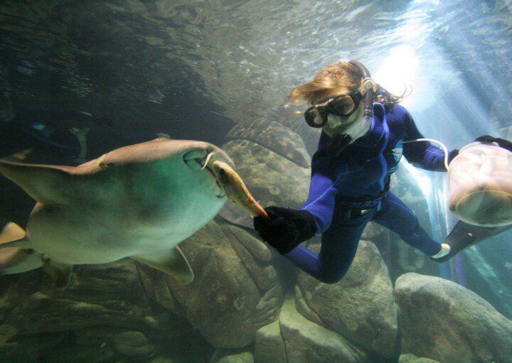 Imagem de uma mulher fazendo um mergulho interativo com animais marinhos.