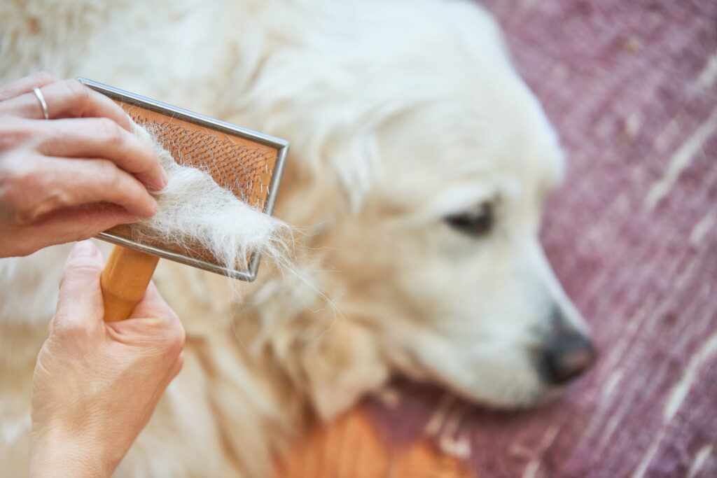 Imagem de uma pessoa escovando o pelo de um cachorro e retirando o excesso. 