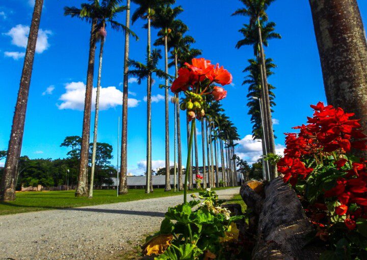 Foto que ilustra matéria sobre o Parque da Cidade em São José dos Campos mostra um caminho cercado por palmeiras imperiais em um dia claro e de céu azul