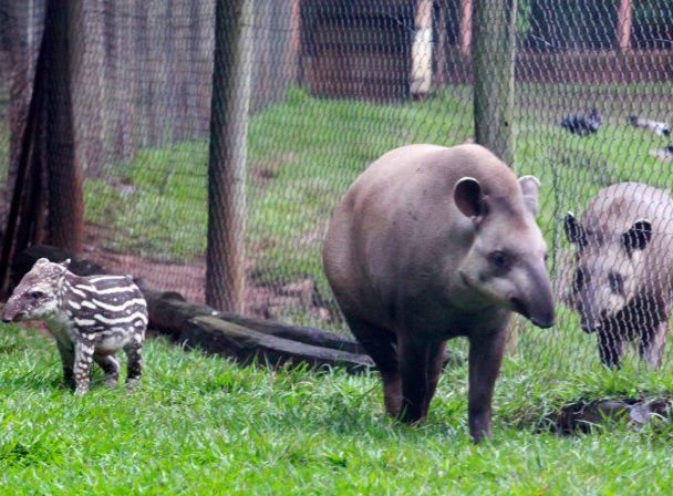 Foto que ilustra matéria sobre o Zoológico de São José do Rio Preto mostra um ambiente onde aparecem duas antas grandes separadas por uma grade. O animal que está do lado esquerdo da grade está acompanhado de um filhote.