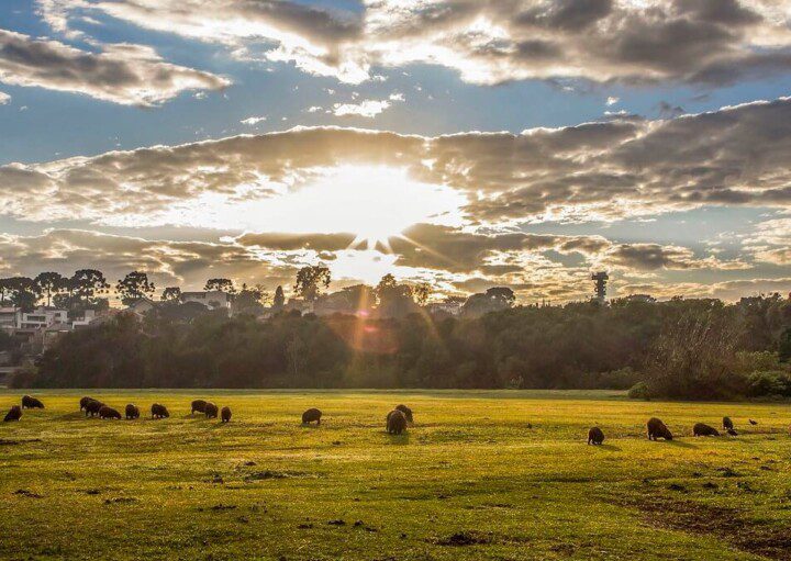 Foto que ilustra matéria sobre o Parque Barigui mostra um grande gramado com capivaras pastando. Ao fundo, o sol aparece por entre nuvens no cair da tarde.