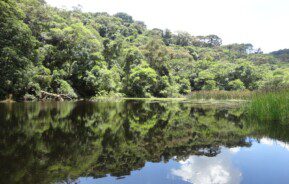 Imagem da floresta localizada na Serra da Cantareira, em São Paulo.