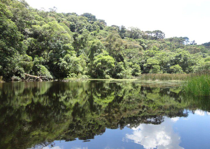 Imagem da floresta localizada na Serra da Cantareira, em São Paulo.