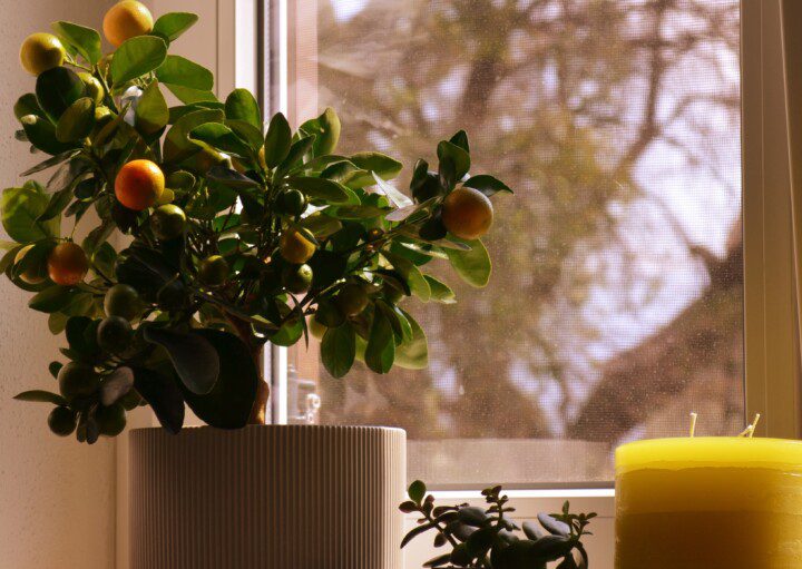 vaso de planta com uma laranjeira, vasos decorativos e vela.