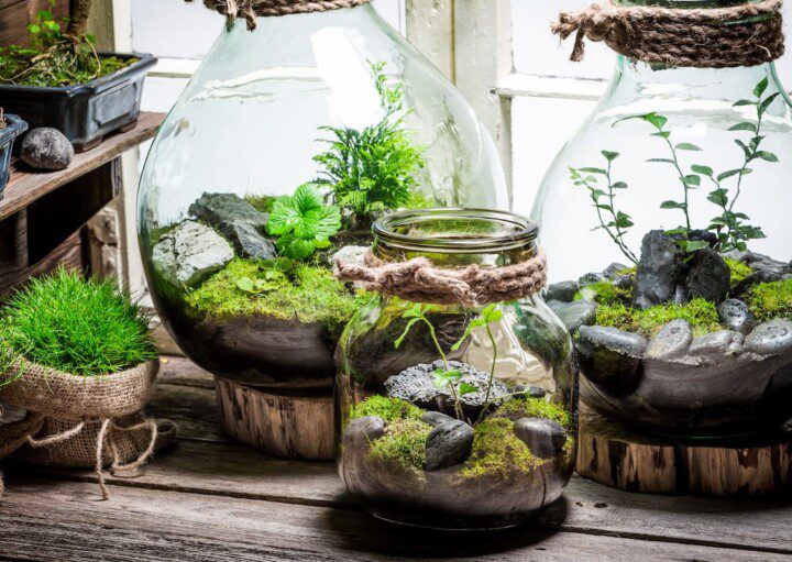 Três modelos de terrário feitos em recipientes de vidro de diferentes tamanhos.