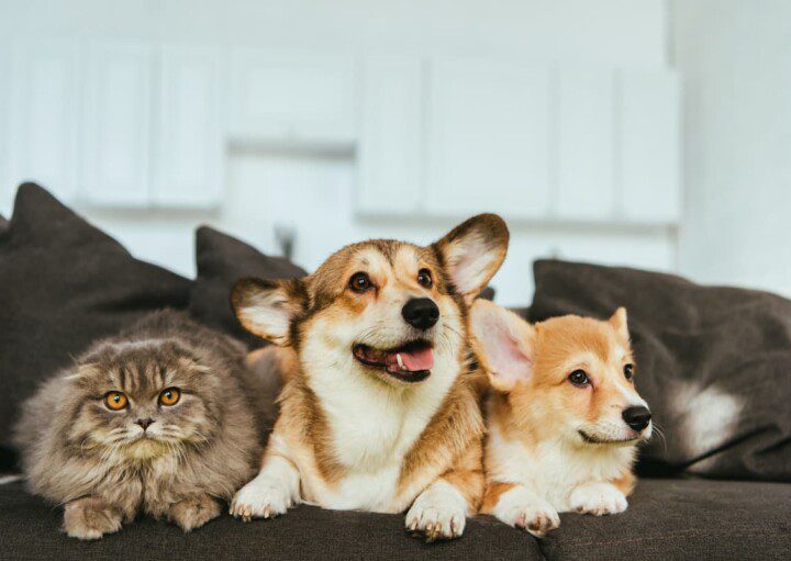 Dois cachorros de pequeno porte e um gato, deitados um ao lado do outro, no sofá de um apartamento.