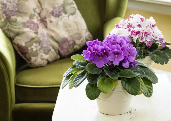 Imagem de uma violeta roxa em cima de uma mesa pequena ao lado de uma poltrona com almofada florida