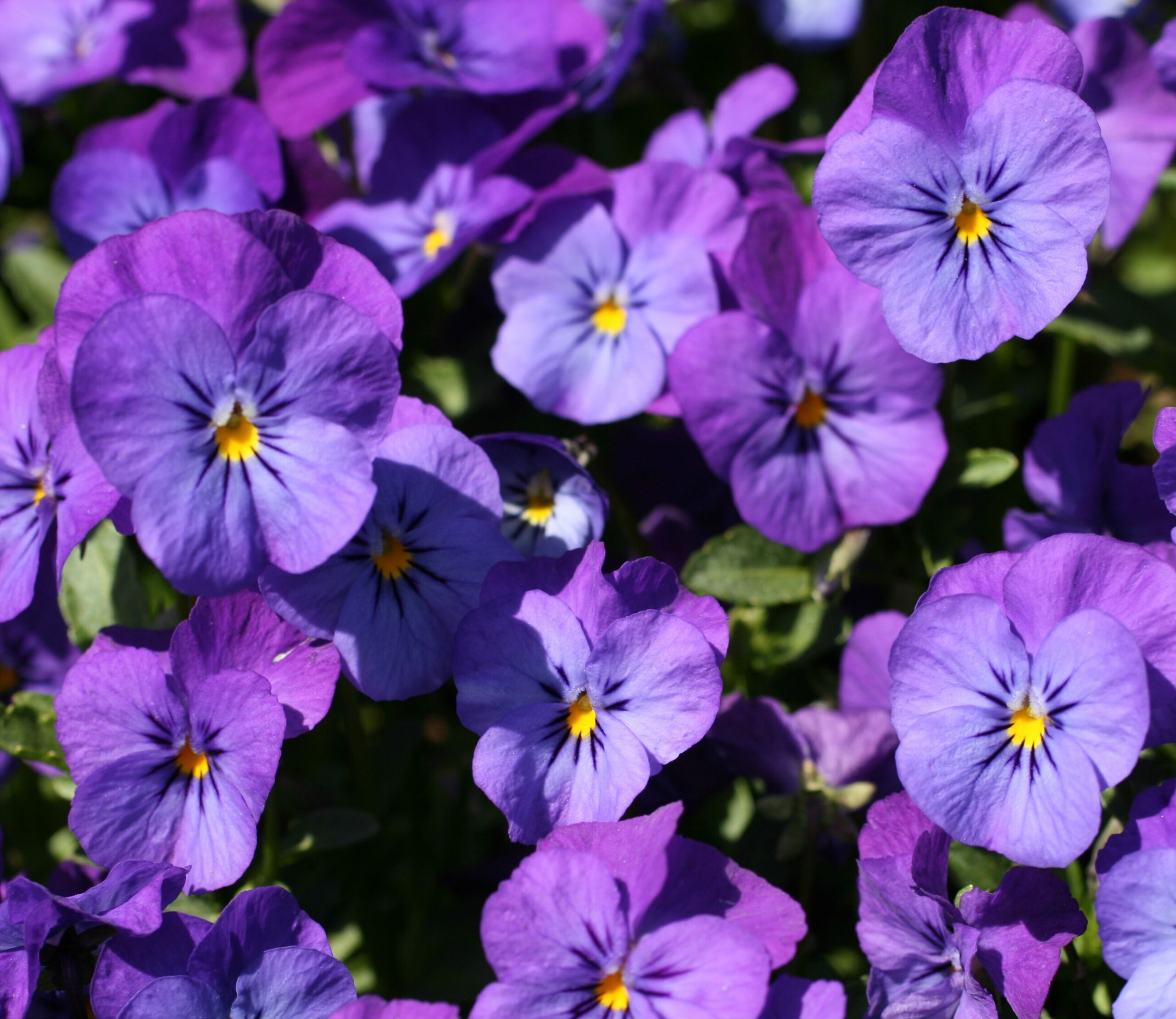 A luz direta do sol pode queimar as pétalas da flor e prejudicar o crescimento saudável 
