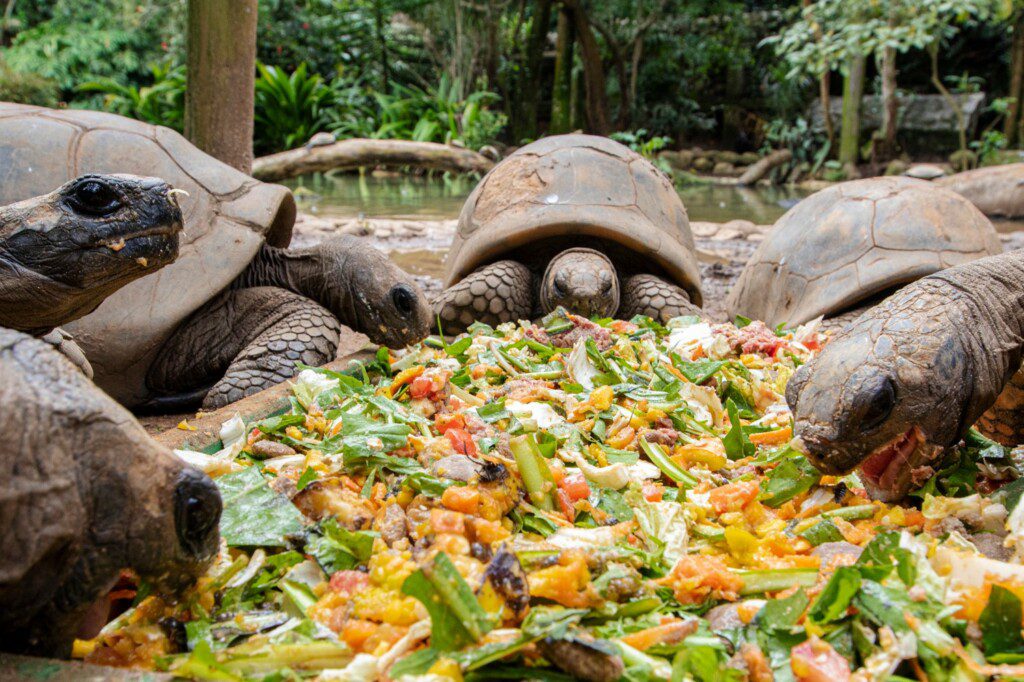 Foto que ilustra matéria sobre o Zoológico de São Paulo mostra uma família de jabutis fazendo uma de suas refeições do dia com legumes e verduras picados. Foto disponibilizada na Página do Facebook oficial do Zoológico de São Paulo