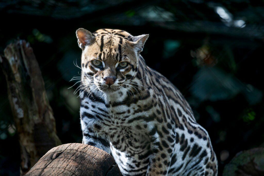 Foto que ilustra matéria sobre o Zoológico de São Paulo mostra uma jaguatirica.  Foto disponibilizada na Página do Facebook oficial do Zoológico de São Paulo