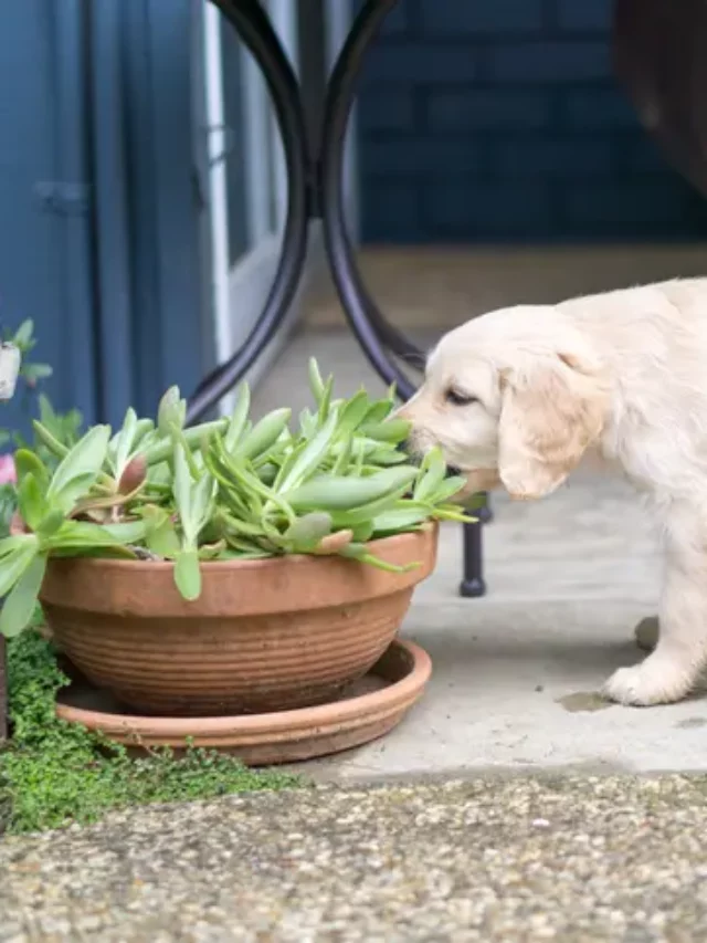 Saiba quais são as Plantas Pet Friendly para ter em casa!