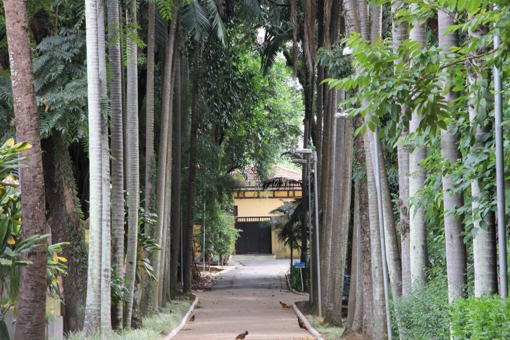 Imagem panorâmica de um corredor de palmeiras altas no Parque Água Branca, na Zona Oeste de SP