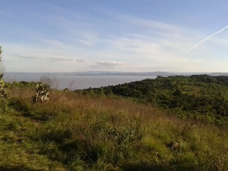 Imagem de vegetação e horizonte ao fundo no Parque Natural do Morro do Osso, em Porto Alegre