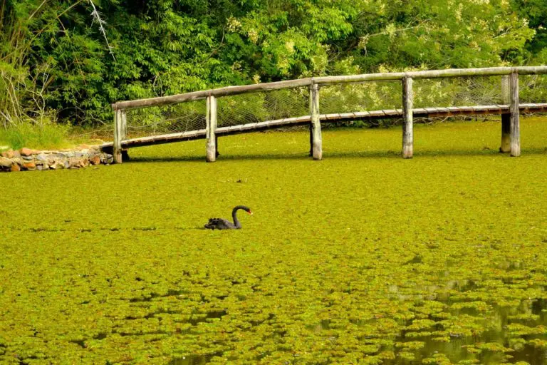 Imagem de pato em lago e vegetação ao fundo no Jardim Botânico de Porto Alegre