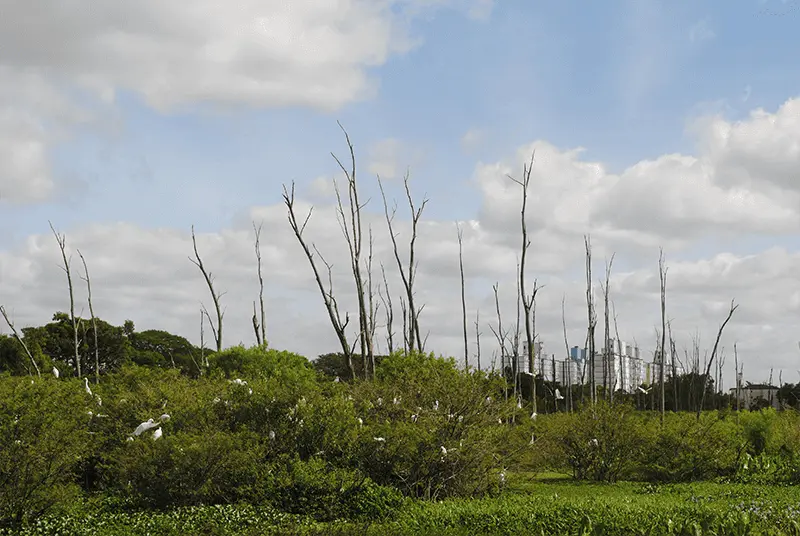 Imagem de vegetação do Parque Mascarenhas de Moraes, em Porto Alegre