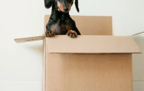 Foto que ilustra matéria de cachorros para apartamento mostra um cão preto da raça Dachshund dentro de uma caixa com metade do corpo para fora (Foto: Unsplash)