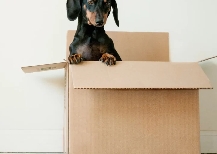 Foto que ilustra matéria de cachorros para apartamento mostra um cão preto da raça Dachshund dentro de uma caixa com metade do corpo para fora (Foto: Unsplash)