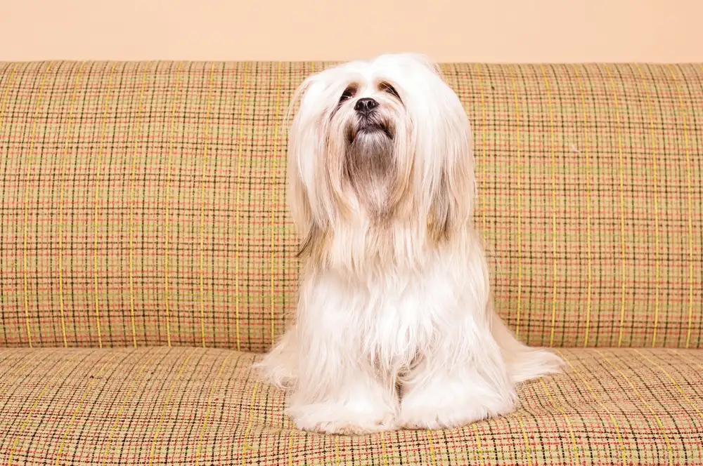 Foto que ilustra matéria de cachorros para apartamento mostra um cão da raça Lhasa Apso (Foto: Unsplash)