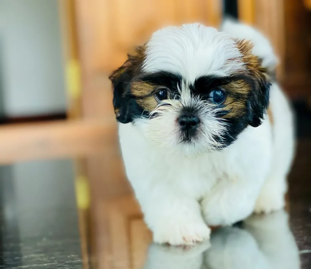 Foto que ilustra matéria de cachorros para apartamento mostra um cão da raça Shih Tzu (Foto: Unsplash)