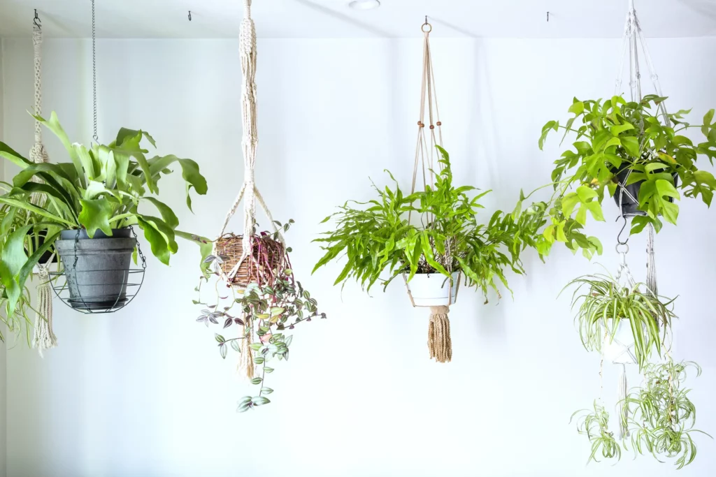 Foto de cinco plantas penduradas.