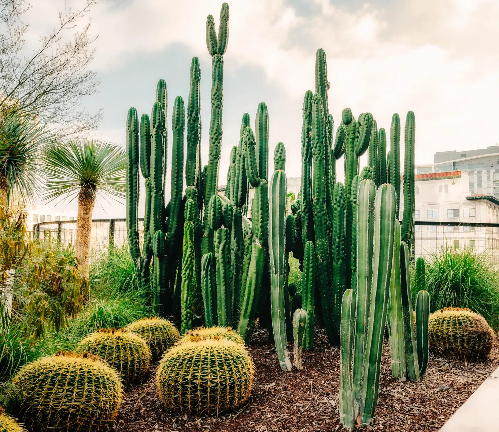 Diversos tipos de cacto podem florescer à noite