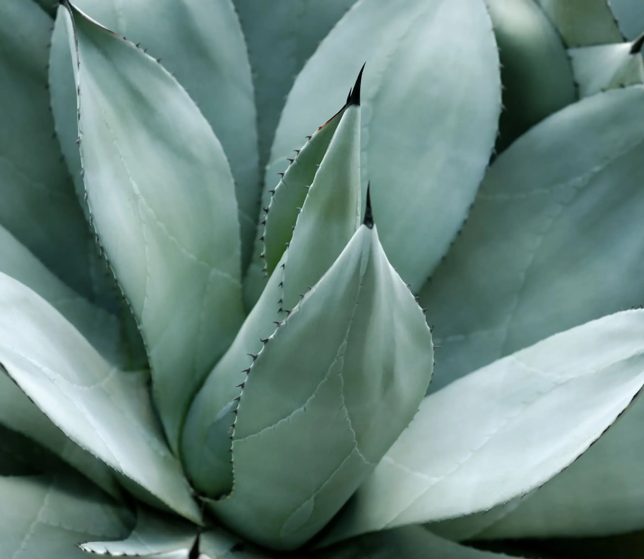 A agave é nativa de regiões do México