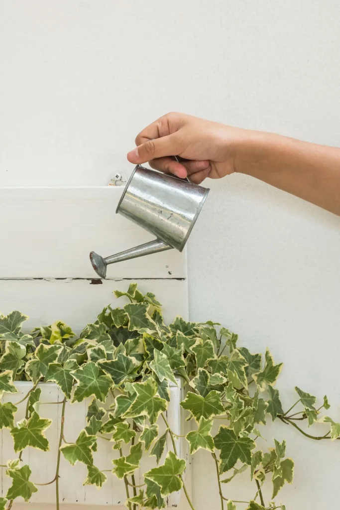 Imagem de uma pessoa regando uma hera em um canteiro de jardim para ilustrar matéria sobre planta de jardim que gosta de sol